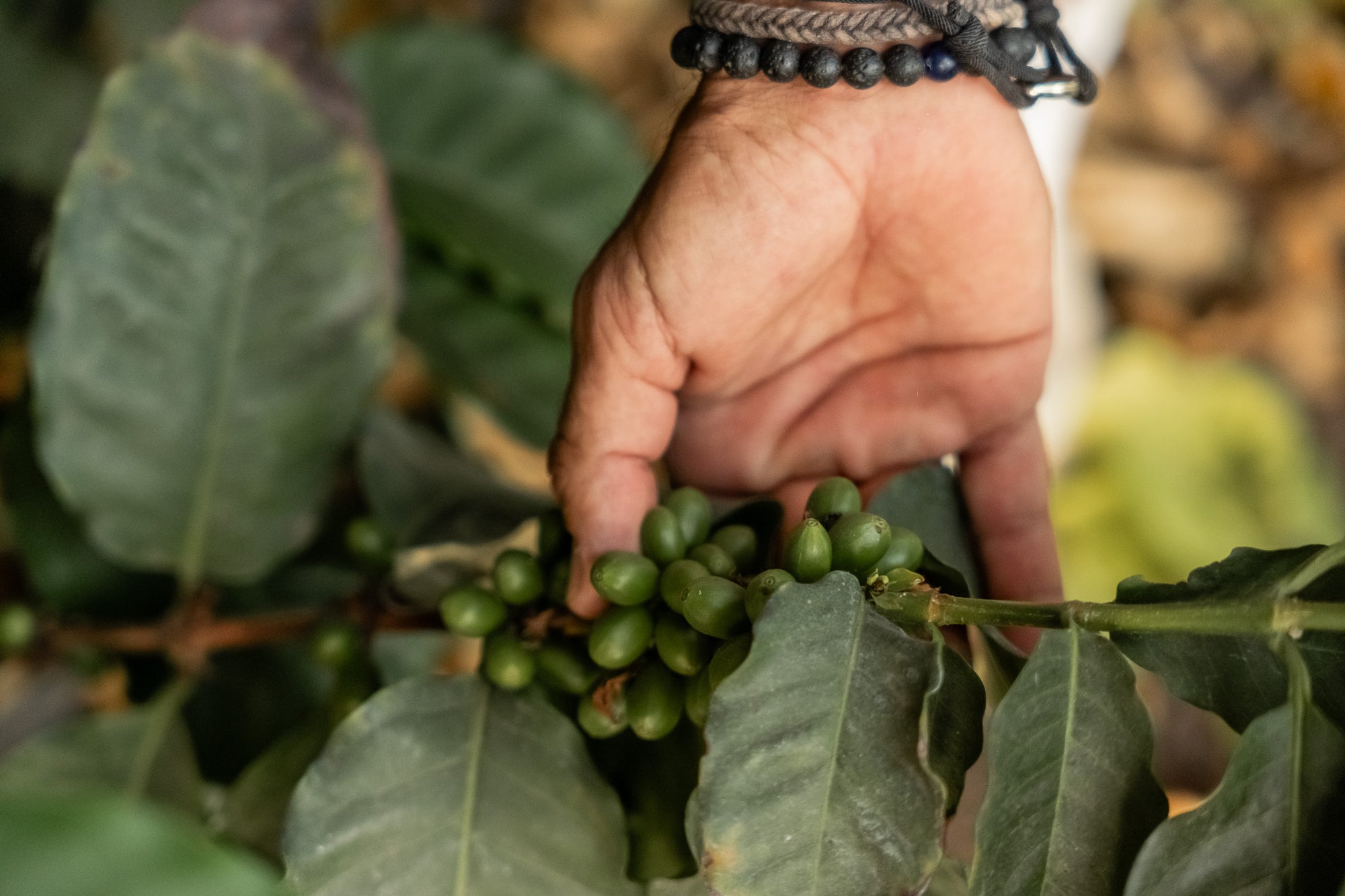 VISITA GUIADA + CONSUMICIÓN + DEGUSTACION DE PEPEOIL - 18,00€ p.p. - Pepeoil