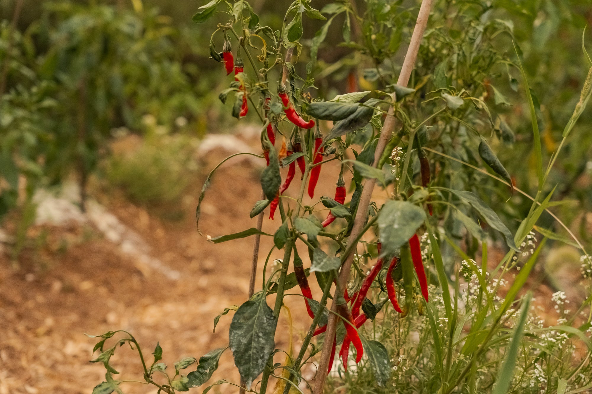 VISITA GUIADA + CONSUMICIÓN+ TENDEDERO DE JAMÓN Y QUESO + DEGUSTACIÓN - 28,00€ p.p. - Pepeoil