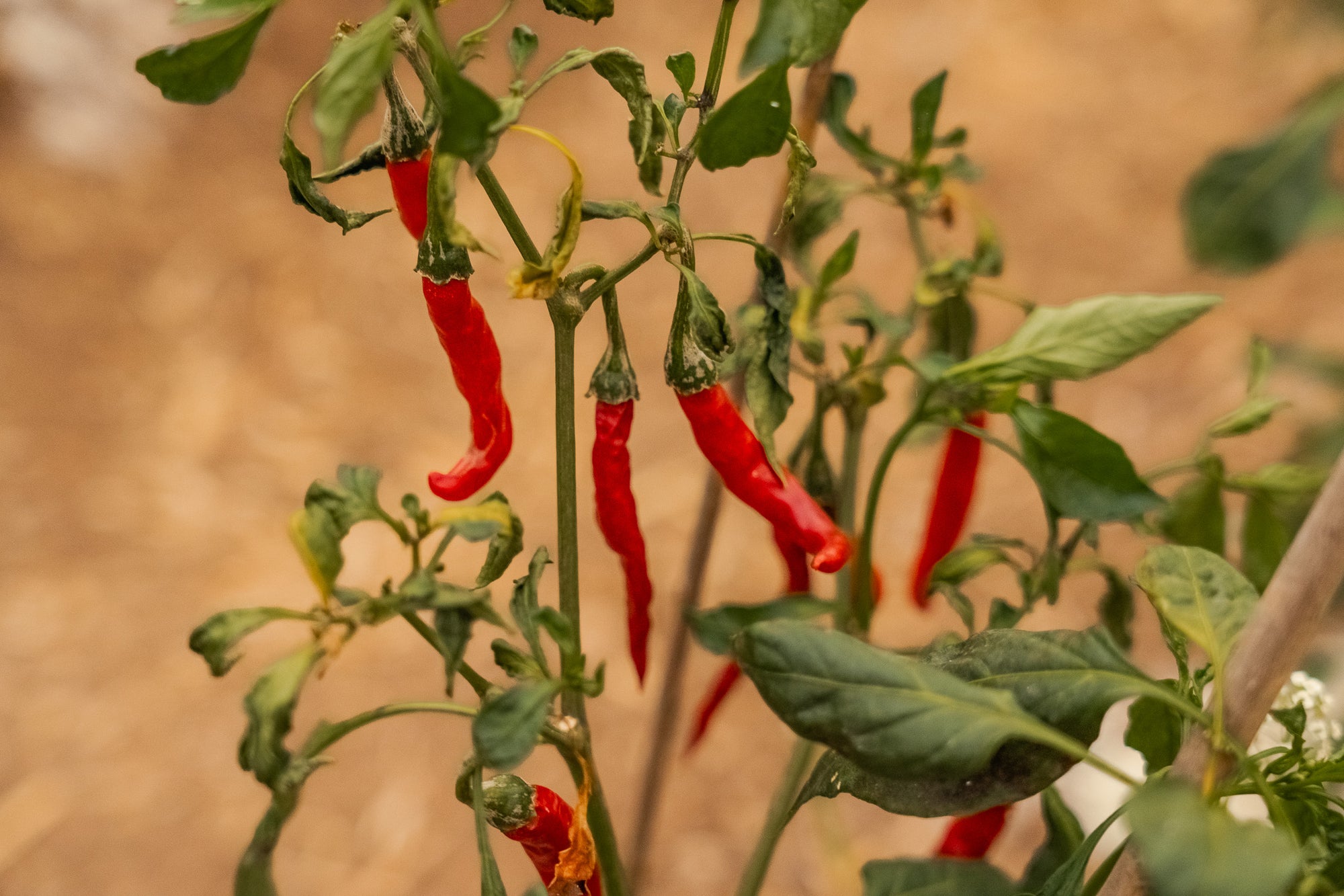 VISITA GUIADA + LIMONADA + TAPAS + DEGUSTACION DE PEPEOIL - 30,00€ p.p. - Pepeoil