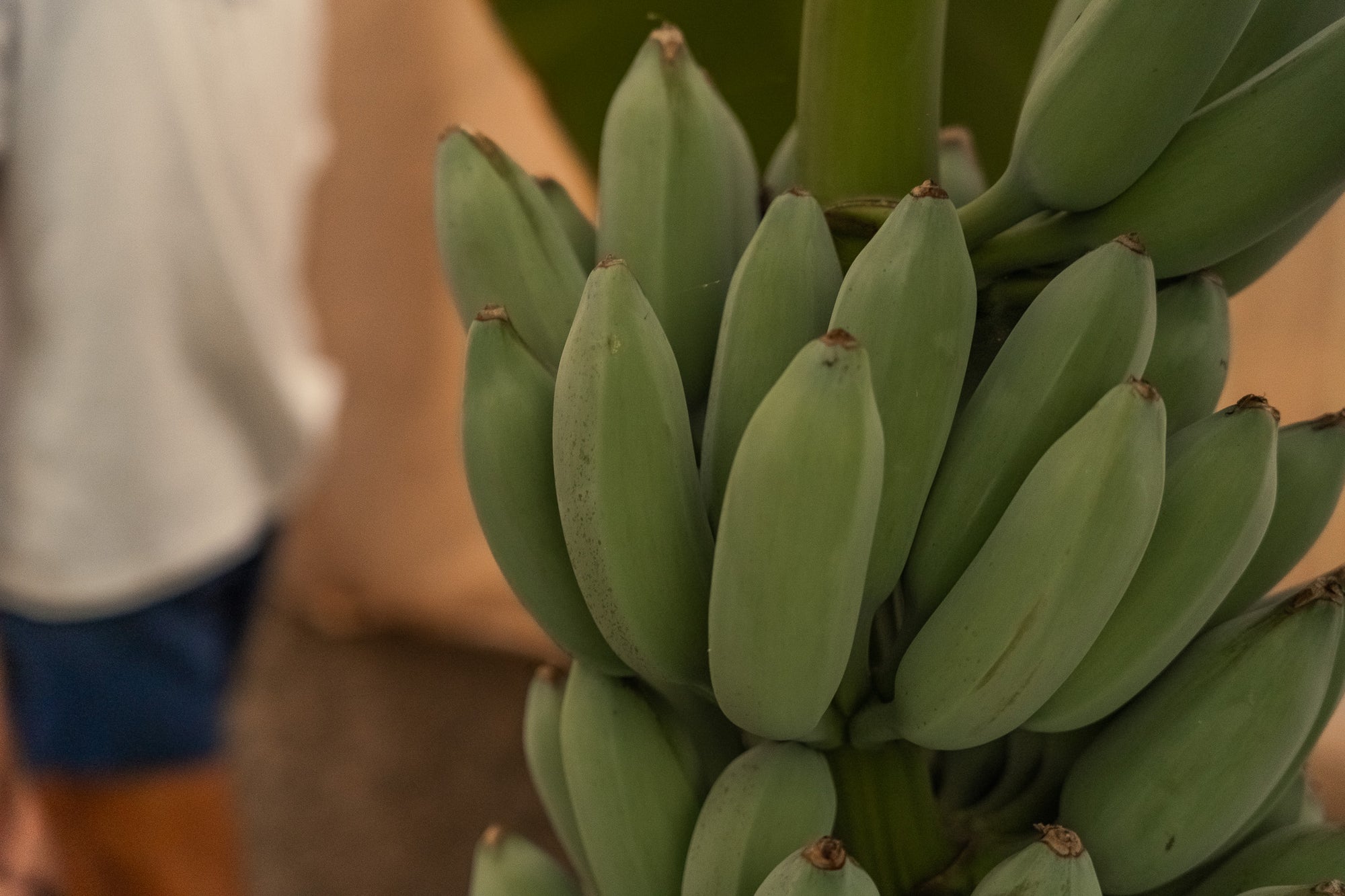 VISITA GUIADA PRIVADA CON PEPE - Pepeoil